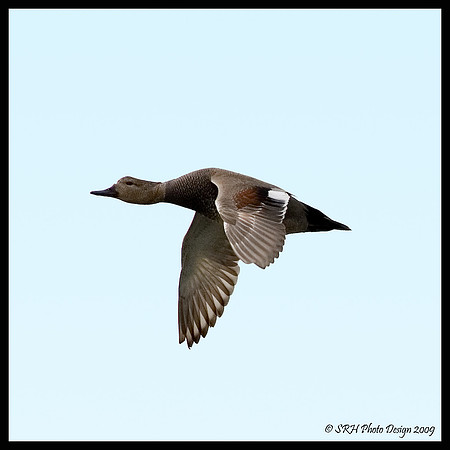 "Flight Series"  #1