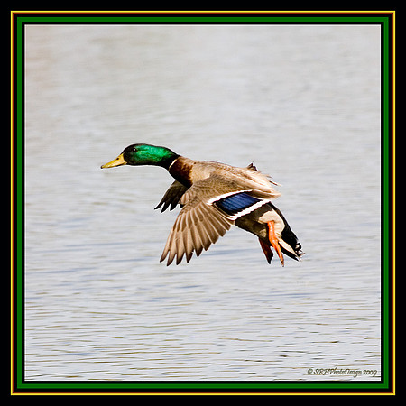 "Flight Series" #4