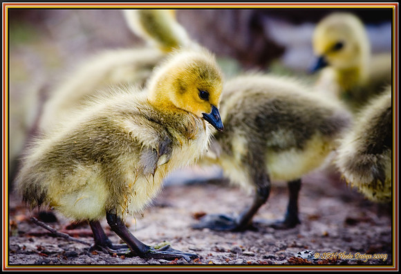 "Duck? Duck? Goose!"