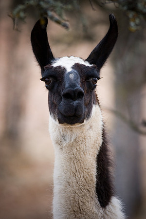Lama-Lama Ding Dong