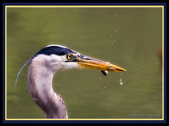"Go Fish"