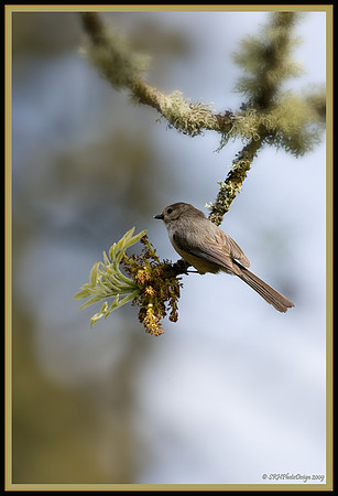 "Bushtit on a Limb"