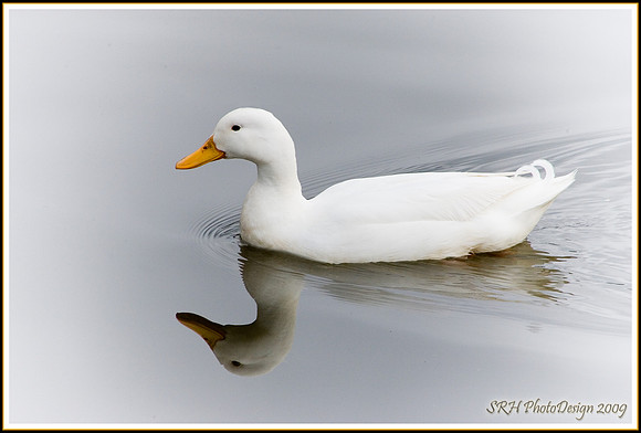 "White Mallard on Ghost Lake"