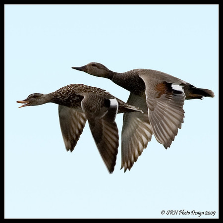 "Flight Series"  #2