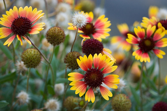 Mosier - Mixed Wild Flowers