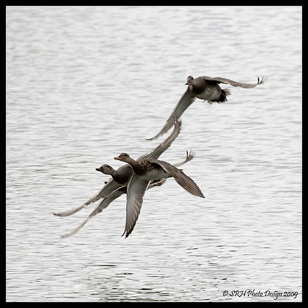 "Flight Series" #3