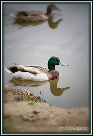 "On the Banks of Bethany"